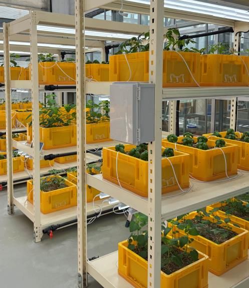 약용작물 시설재배