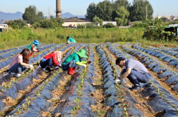 수원시 권선구, ‘사랑의 김장배추 심기 행사’ 개최
