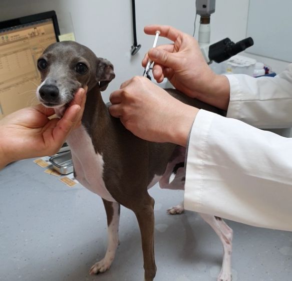 한 반려견에게 광견병 예방접종을 하고 있는 모습