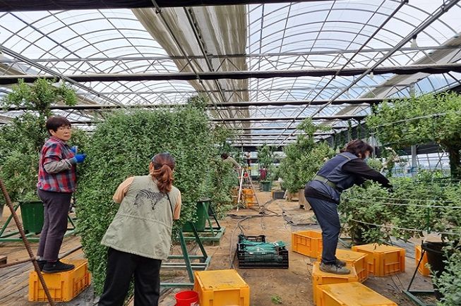 창원특례시, 가을꽃동산과 어우러진 마산국화축제장 조성에 박차