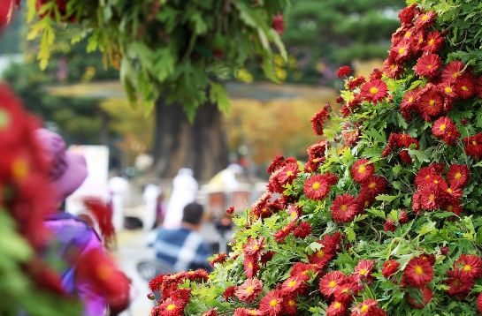2022 대항민국 국향대전 현장