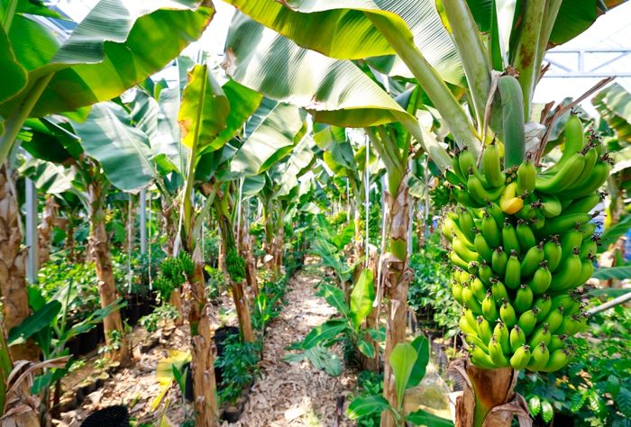 완도군, ‘더 돈 되는 농수축산업’ 육성 주력
