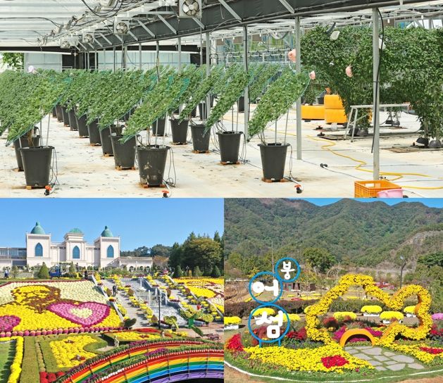 임실군, 치즈축제 백미 천만국화 재배 총력