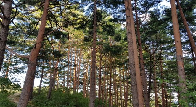 울진금강송 산지농업, FAO 세계중요농업유산 인증서 수여