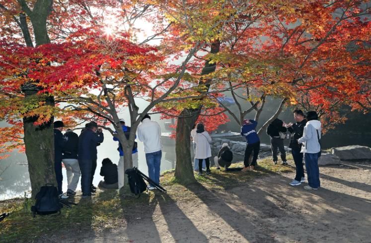 가을 명소 정읍 내장산, 고운 단풍 빛깔 뽐내…“다음 주 절정 예상”