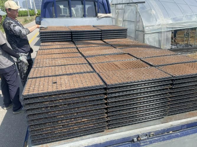 청주시 재배기술 지원으로 오송읍 대파 농가 '풍년'