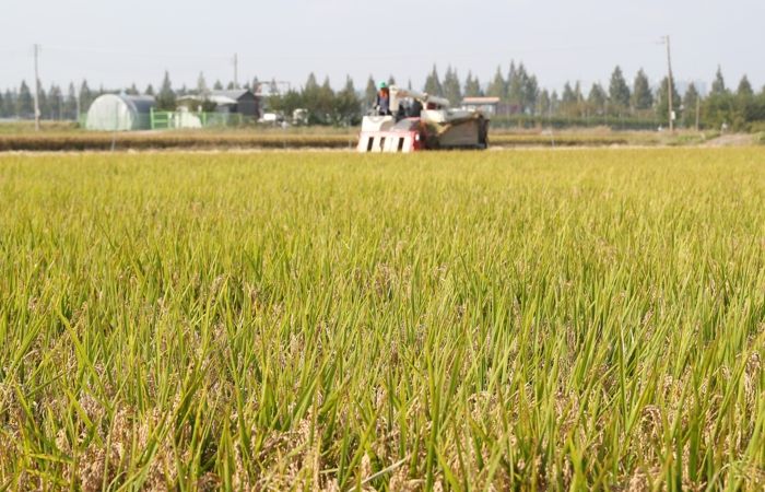 청주시, 청원생명쌀 계약재배 신청 접수… 12월 5일까지
